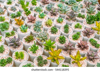 Beautiful Small Cactus Field