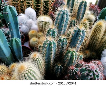 Beautiful small cactuses mixture full frame stock images. Green cacti background stock images. Different types of cacti plants close-up stock photo