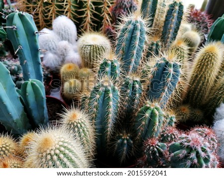 Beautiful small cactuses mixture full frame stock images. Green cacti background stock images. Different types of cacti plants close-up stock photo