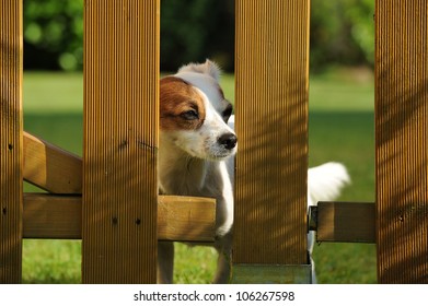 Beautiful Small Dog (ratonero) Behind The Garden Fence