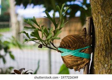 Tanduk Rusa High Res Stock Images Shutterstock