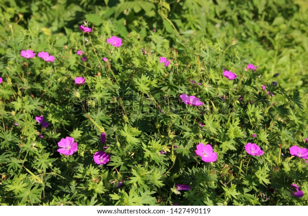 Beautiful Small Flowers Morning Sun Beautiful Stock Photo Edit