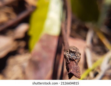 Beautiful Small Jumping Spider Looking Ahead 
Langona Is A Genus Of Spiders In The Family Salticidae (jumping Spiders).
Langona Species Are Similar To Those Of The Genus Aelurillus.