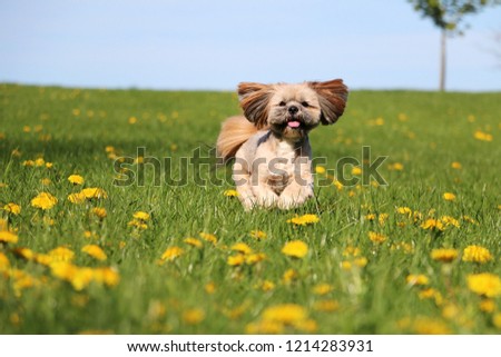 beautiful small lhasa apso is running in a field of dandelions in the garden