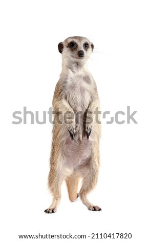 Beautiful small meerkat stands on its hind legs and looks into the camera isolated on a white background
