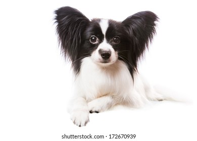 Beautiful Small Papillon Dog With Large Black Ears Lying On Isolated White Background