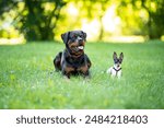 Beautiful small purebred American toy fox terrier and big rottweiler posing outdoor, little white dog with black and tan head, green blurred background