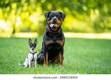 Beautiful small purebred American toy fox terrier and big rottweiler posing outdoor, little white dog with black and tan head, green blurred background - Powered by Shutterstock