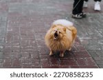 Beautiful small purebred fluffy orange pomeranian dog barking, opening his mouth outdoors, standing on a leash next to the owner. Photography, animal, close-up portrait of a pet.