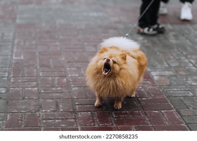 Beautiful small purebred fluffy orange pomeranian dog barking, opening his mouth outdoors, standing on a leash next to the owner. Photography, animal, close-up portrait of a pet.