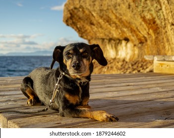 A Beautiful And Small Shiny Fur Black Dachshund Wiener Dog Enjoying The Shore Coast Sea In Mallorca Island Balearic Spain During The Golden Hour On A Warm Sunny Day With Selective Focus Portrait