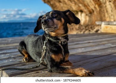 A Beautiful And Small Shiny Fur Black Dachshund Wiener Dog Enjoying The Shore Coast Sea In Mallorca Island Balearic Spain During The Golden Hour On A Warm Sunny Day With Selective Focus Portrait