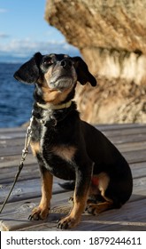 A Beautiful And Small Shiny Fur Black Dachshund Wiener Dog Enjoying The Shore Coast Sea In Mallorca Island Balearic Spain During The Golden Hour On A Warm Sunny Day With Selective Focus Portrait