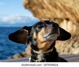 A Beautiful And Small Shiny Fur Black Dachshund Wiener Dog Enjoying The Shore Coast Sea In Mallorca Island Balearic Spain During The Golden Hour On A Warm Sunny Day With Selective Focus Portrait