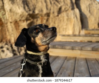 A Beautiful And Small Shiny Fur Black Dachshund Wiener Dog Enjoying The Shore Coast Sea In Mallorca Island Balearic Spain During The Golden Hour On A Warm Sunny Day With Selective Focus Portrait