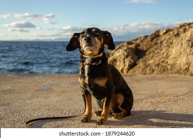 A Beautiful And Small Shiny Fur Black Dachshund Wiener Dog Enjoying The Shore Coast Sea In Mallorca Island Balearic Spain During The Golden Hour On A Warm Sunny Day With Selective Focus Portrait