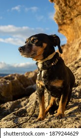 A Beautiful And Small Shiny Fur Black Dachshund Wiener Dog Enjoying The Shore Coast Sea In Mallorca Island Balearic Spain During The Golden Hour On A Warm Sunny Day With Selective Focus Portrait