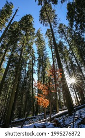 A Beautiful Small Tree Surrounded By The Giant Sequoia Forest. 