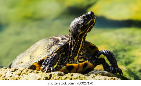 5,753 Swamp turtle Images, Stock Photos & Vectors | Shutterstock