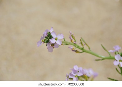 Beautiful small violet succulent flowers in sand desert