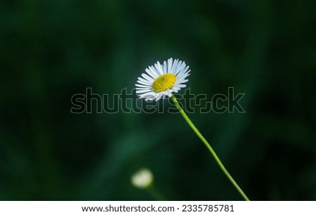 Beautiful small white colure flower 