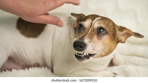 beautiful small white dog with brown spot lies on white towel and growls at lady hand over animal back at home close view - Shutterstock ID 1673209510