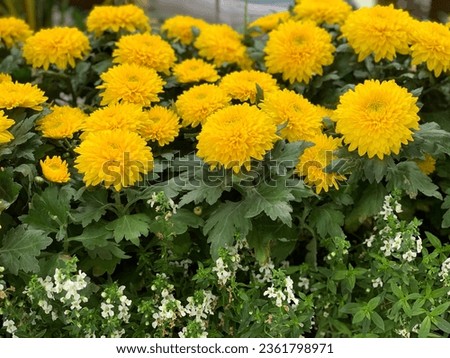 Similar – Image, Stock Photo Crysanthemum purple yellow