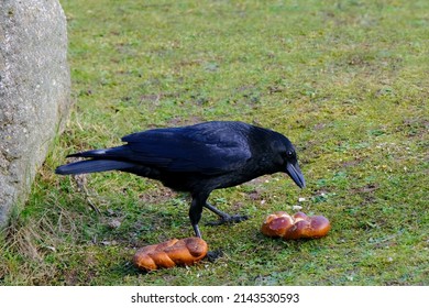 beautiful smart bird, black Crow, Corvus corone found bread and eats it, feathered cities, concept of nesting and breeding birds, wildlife protection, migration of feathered