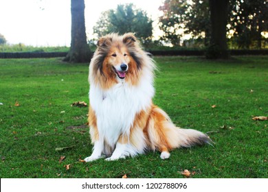 sable and white rough collie