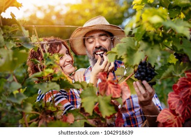 Beautiful Smiling Couple Cutting Grapes At A Vineyard. They Are Tasting Black Sweet Grapes And Having Fun. Copy Space.