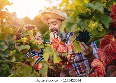 Beautiful Smiling Couple Cutting Grapes At A Vineyard. They Are Tasting Black Grapes And Having Fun.