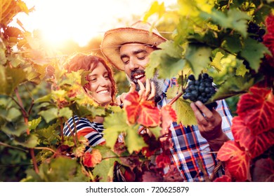 Beautiful Smiling Couple Cutting Grapes At A Vineyard. They Are Tasting Black Grapes And Having Fun.