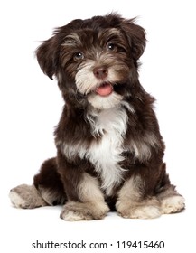 A Beautiful Smiling Dark Chocolate Havanese Puppy Dog Is Sitting, Isolated On White Background