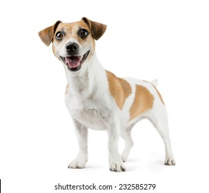 Beautiful Smiling Young Dog Jack Russell Terrier Full-length. White Background