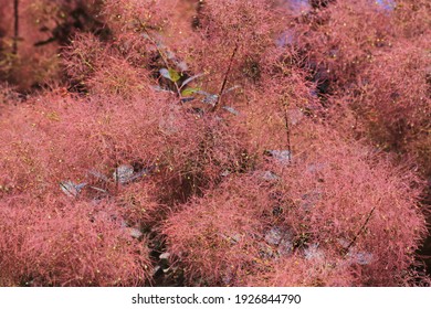 Beautiful Smoke Tree In Sunny June