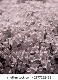 Beautiful Smooth Hydrangea In Bloom.