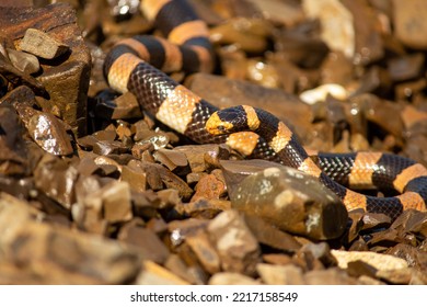 Beautiful Snake Crawling On Rocks