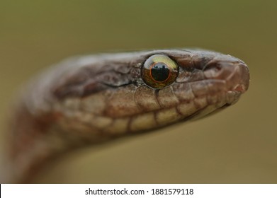 Beautiful Snake Eyes Closeup Shot