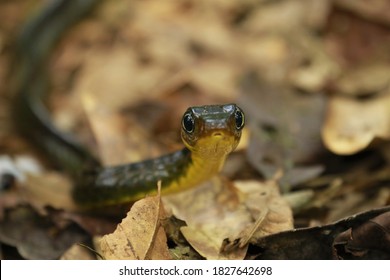 Beautiful Snake Ready To Sneak Away 