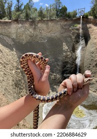 Beautiful Snake Trying To Escape