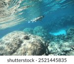 Beautiful snorkelling underwater exploring the vibrant underwater world of El Gouna, Hurghada. Taken at the Dolphin House, this photo captures the snorkeling surrounded by stunning marine life