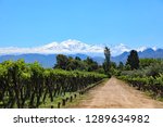 The beautiful snow capped Andes mountains and vineyard growing malbec grapes in the Mendoza wine country of Argentina, South America.  The Lujan de Cuyo valley 40 minutes from downtown Mendoza.