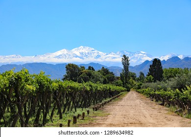 The beautiful snow capped Andes mountains and vineyard growing malbec grapes in the Mendoza wine country of Argentina, South America.  The Lujan de Cuyo valley 40 minutes from downtown Mendoza.