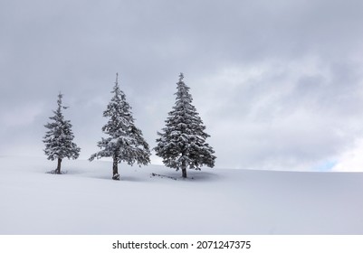 3,856 Hill covered by planted pines Images, Stock Photos & Vectors ...