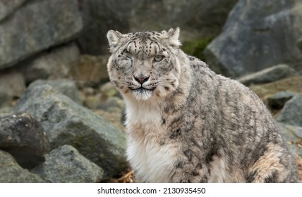 Beautiful Snow Leopard (Panthera Uncia) With One Eye, Front-on Shot In A Rocky Environment. Endangered Big Cat From The Himalayas. 