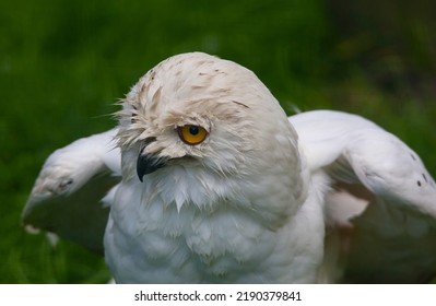 Beautiful Snow Owl Close Up