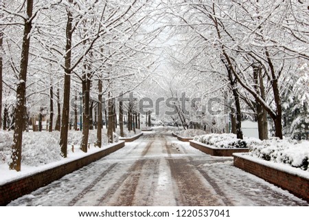 Beautiful snow path