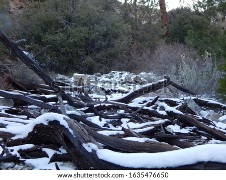 Beautiful snow and trees on Devils Punch Bowl Hiking trail in Southern California!