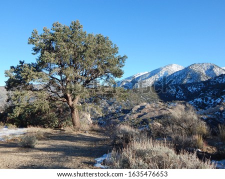 Beautiful snow and trees on Devils Punch Bowl Hiking trail in Southern California!