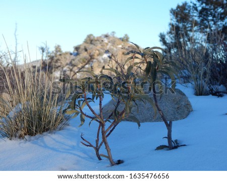 Beautiful snow and trees on Devils Punch Bowl Hiking trail in Southern California!